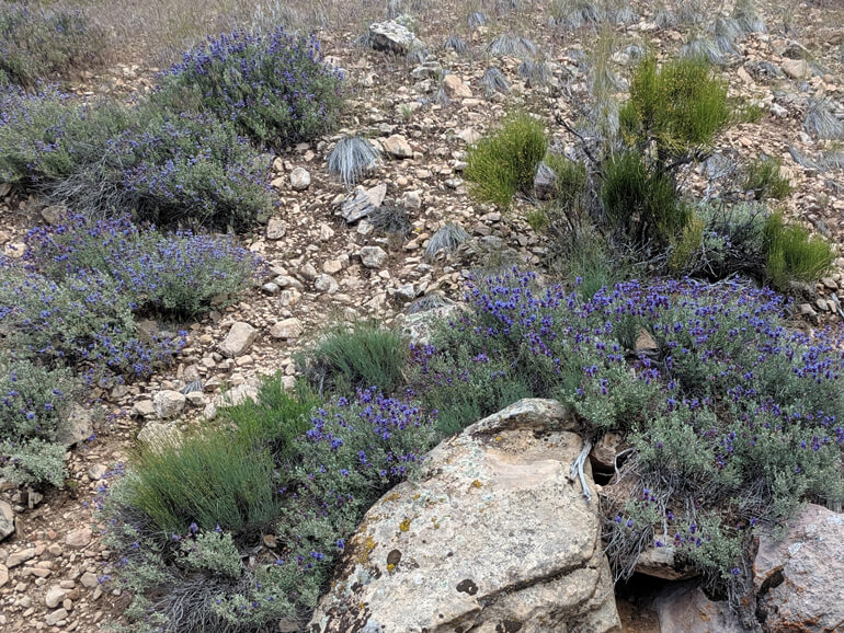 Southern Utah Floral Bloom Southern Utah Floral Bloom