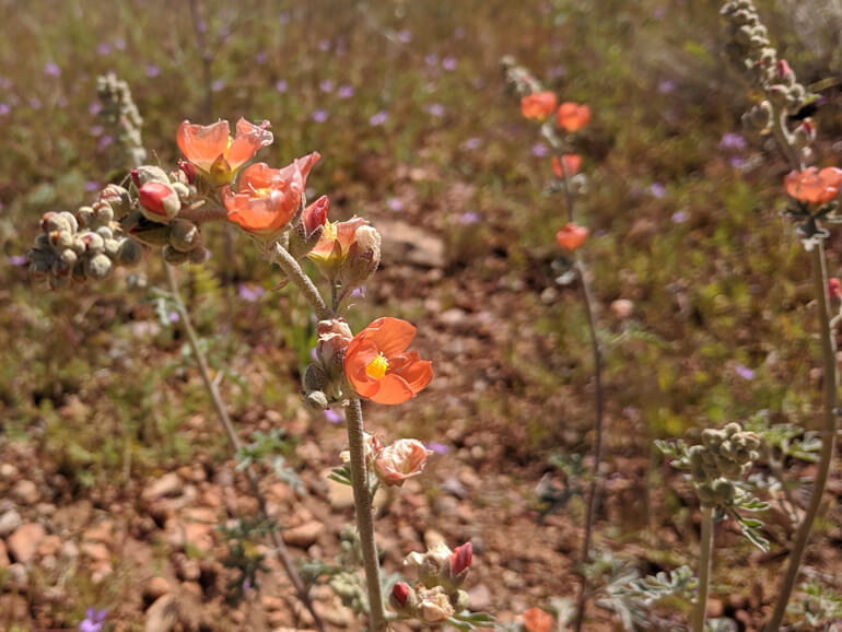 Southern Utah Floral Bloom Southern Utah Floral Bloom