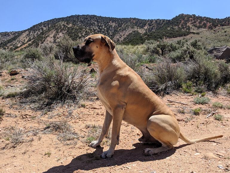 Pet Friendly RV Park Cedar City UT Pet Friendly RV Park Cedar City UT