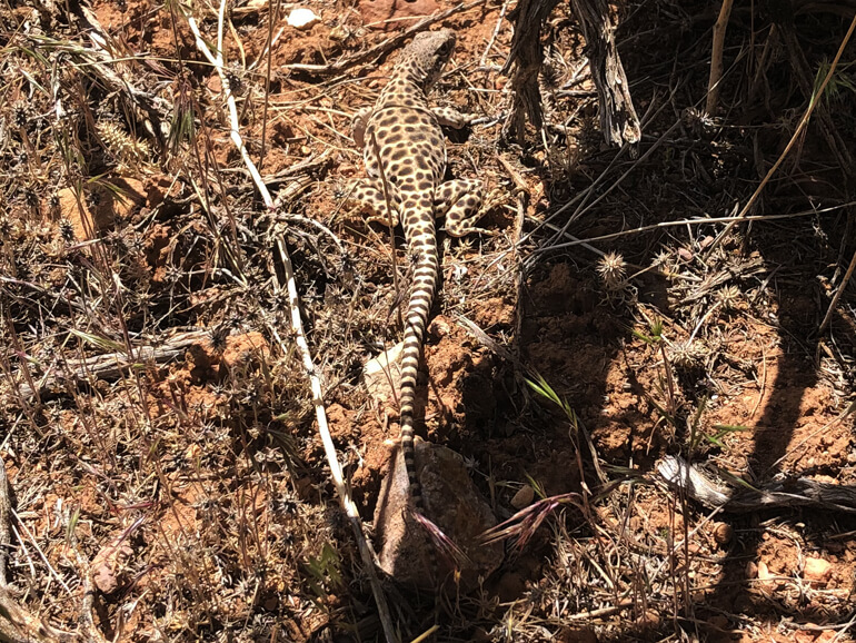 Our Tribal Spider Security Team Our Tribal Spider Security Team