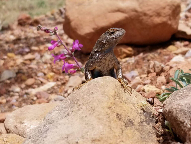 Our Tribal Spider Security Team Our Tribal Spider Security Team