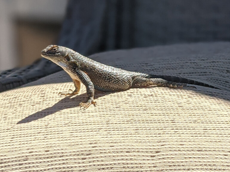 Our Tribal Spider Security Team Our Tribal Spider Security Team