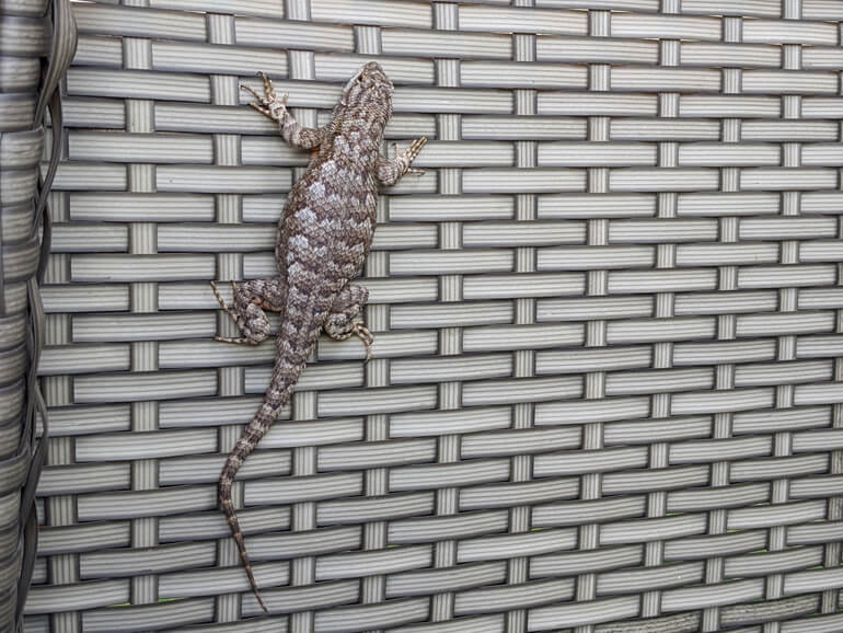 Our Tribal Spider Security Team Our Tribal Spider Security Team